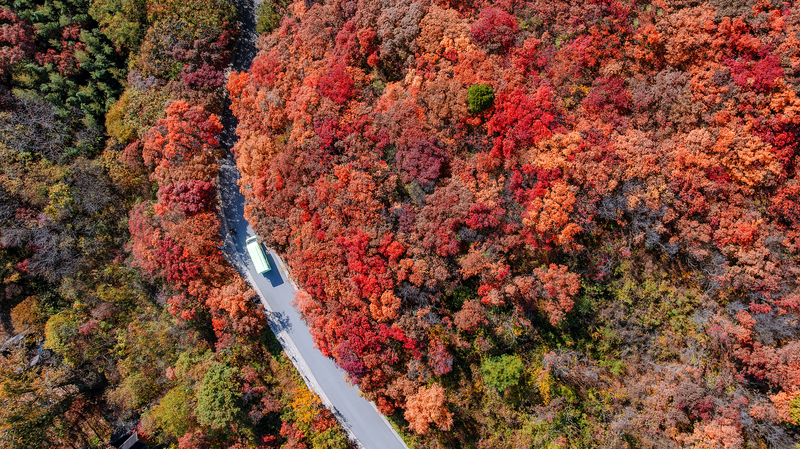 Jinan’s Red Leaves Canyon: Fall Foliage Frenzy 🍁 Jinan’s Red Leaves Canyon: Fall Foliage Frenzy 🍁