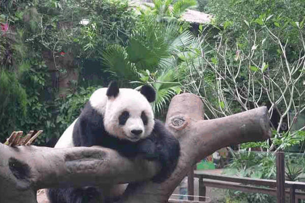 Panda Life in Hainan: A Day with Gong Gong and Shun Shun 🐼 Panda Life in Hainan: A Day with Gong Gong and Shun Shun 🐼 video poster