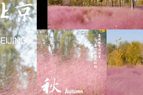 Beijing’s Dongjiao Wetland Park Transforms into a Pink Ocean video poster