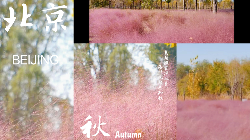 3Q74ZV8Q988FI6C505FL - News for amigos, by amigos Beijing’s Dongjiao Wetland Park Transforms into a Pink Ocean video poster