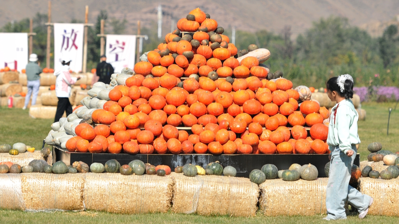 Pumpkin Art Exhibition Lights Up Urumqi’s Shirenzigou Scenic Area Pumpkin Art Exhibition Lights Up Urumqi’s Shirenzigou Scenic Area