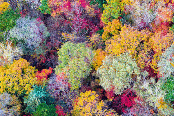Autumn Magic at Jilin’s Baishan Lake: A Symphony of Fall Colors Autumn Magic at Jilin’s Baishan Lake: A Symphony of Fall Colors