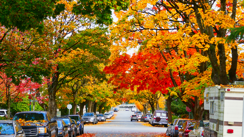 Canada’s Maple Leaf Magic: Autumn’s Icon 🍁 Canada’s Maple Leaf Magic: Autumn’s Icon 🍁