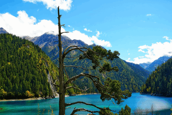 One-Armed Old Man Cypress at Jiuzhaigou’s Long Lake One-Armed Old Man Cypress at Jiuzhaigou’s Long Lake video poster