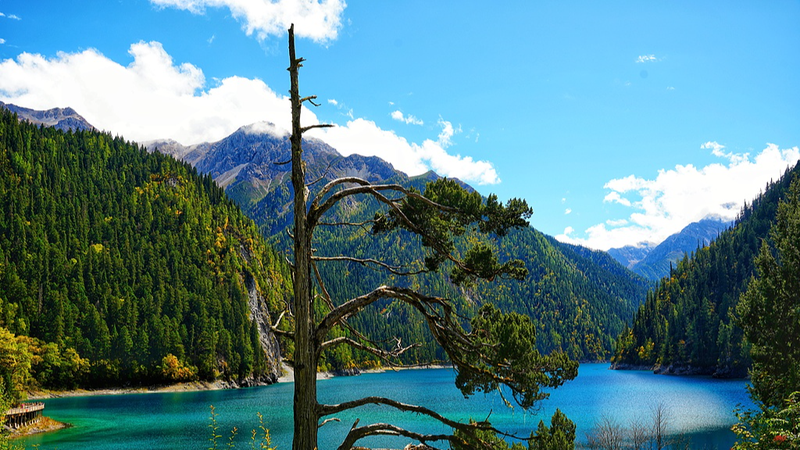 One-Armed Old Man Cypress at Jiuzhaigou’s Long Lake video poster