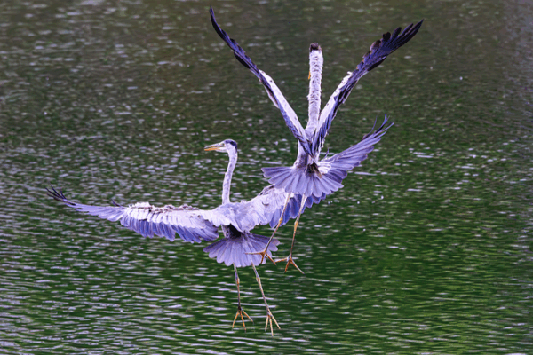 AI Bird Facial Recognition Revolutionizes Avian Conservation AI_Bird_Facial_Recognition_Revolutionizes_Avian_Conservation