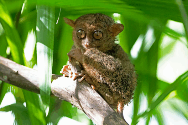 APEC Spotlight: Discover the Tiny Philippine Tarsier APEC_Spotlight__Discover_the_Tiny_Philippine_Tarsier