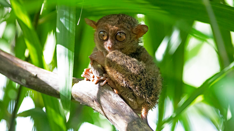 APEC_Spotlight__Discover_the_Tiny_Philippine_Tarsier - News for amigos, by amigos APEC_Spotlight__Discover_the_Tiny_Philippine_Tarsier