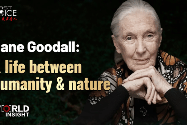 Jane Goodall’s Legacy: A Life Bridging Humanity and Nature Jane Goodall’s Legacy: A Life Bridging Humanity and Nature video poster