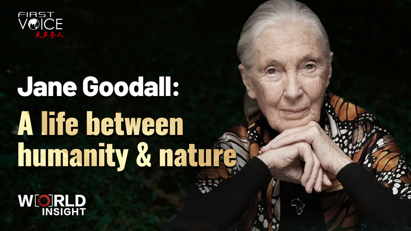 Jane Goodall’s Legacy: A Life Bridging Humanity and Nature video poster