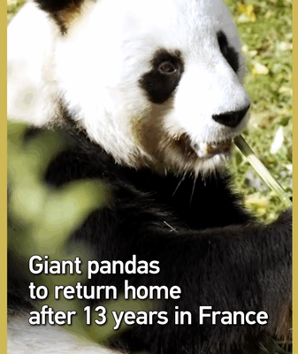 After 13 Years in France, Giant Pandas Return to the Chinese Mainland After_13_Years_in_France__Giant_Pandas_Return_to_the_Chinese_Mainland video poster