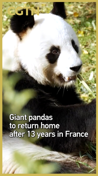 After_13_Years_in_France__Giant_Pandas_Return_to_the_Chinese_Mainland_poster - News for amigos, by amigos After_13_Years_in_France__Giant_Pandas_Return_to_the_Chinese_Mainland video poster