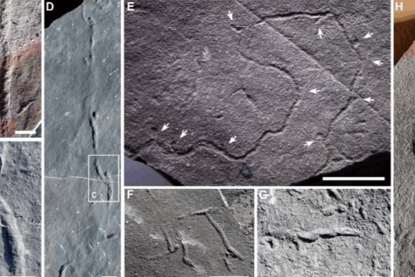 Ancient Burrows Reveal Complex Animal Behavior 10M Years Earlier Ancient_Burrows_Reveal_Complex_Animal_Behavior_10M_Years_Earlier