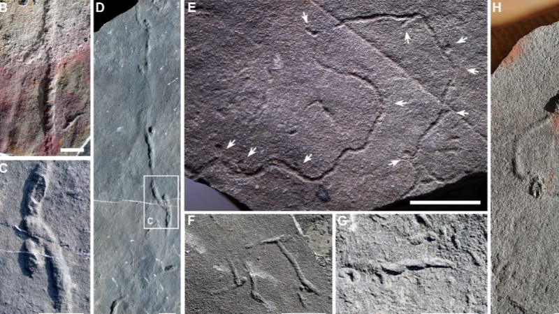 Ancient_Burrows_Reveal_Complex_Animal_Behavior_10M_Years_Earlier