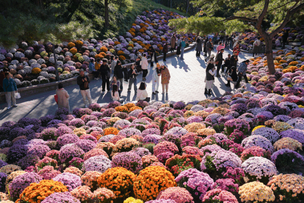 Autumn Blooms: Chrysanthemum Spectacle at Beijing’s Ritan Park Autumn_Blooms__Chrysanthemum_Spectacle_at_Beijing_s_Ritan_Park