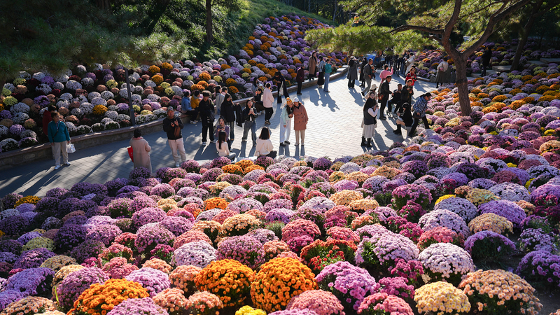 Autumn_Blooms__Chrysanthemum_Spectacle_at_Beijing_s_Ritan_Park - News for amigos, by amigos Autumn_Blooms__Chrysanthemum_Spectacle_at_Beijing_s_Ritan_Park