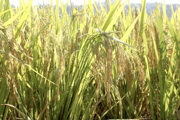 Autumn Grain Harvest Surges Across the Chinese Mainland Autumn_Grain_Harvest_Surges_Across_the_Chinese_Mainland video poster