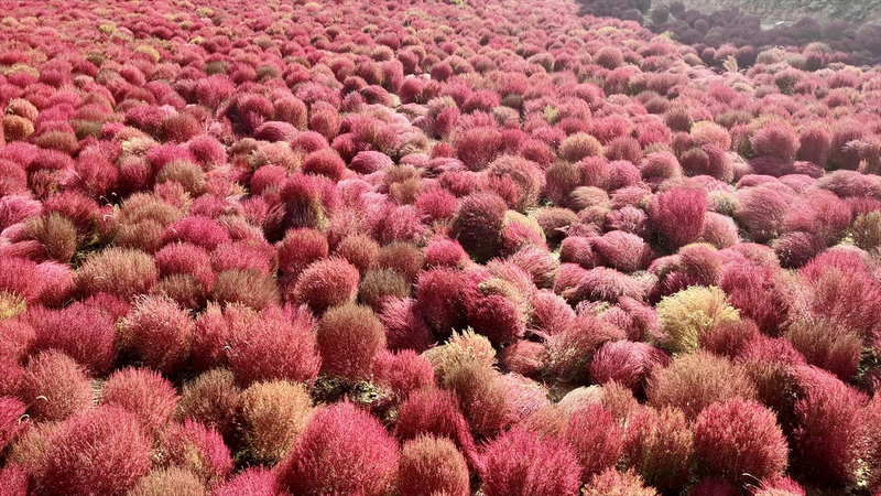 Autumn Hills Aflame: Broom Grass Powers Village Prosperity Autumn_Hills_Aflame__Broom_Grass_Powers_Village_Prosperity video poster