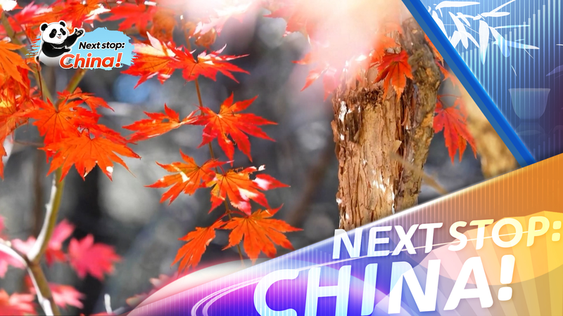 Autumn_Magic__How_China_s_Fall_Colors_Fuel_a_Travel_Boom_poster - News for amigos, by amigos Autumn_Magic__How_China_s_Fall_Colors_Fuel_a_Travel_Boom video poster