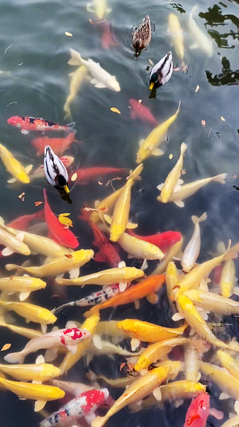 Autumn_Magic_at_Beijing_s_Old_Summer_Palace_poster - News for amigos, by amigos Autumn_Magic_at_Beijing_s_Old_Summer_Palace video poster