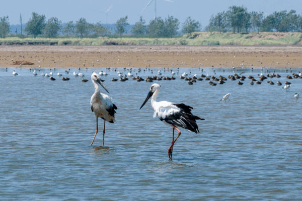 Autumn Migration: Majestic Journey of Migratory Birds Autumn_Migration__Majestic_Journey_of_Migratory_Birds video poster