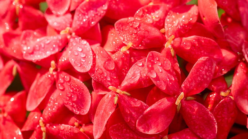 Autumn in Full Bloom: ‘Cold Dew’ Arrives Across the Chinese Mainland Autumn_in_Full_Bloom___Cold_Dew__Arrives_Across_the_Chinese_Mainland