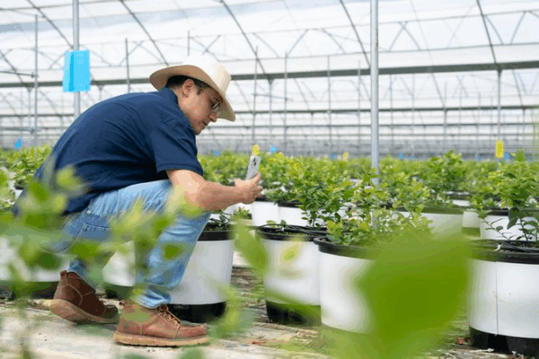 Peruvian Engineer Cultivates Sweet Success in Yunnan’s Blueberry Fields Peruvian Engineer Cultivates Sweet Success in Yunnan’s Blueberry Fields