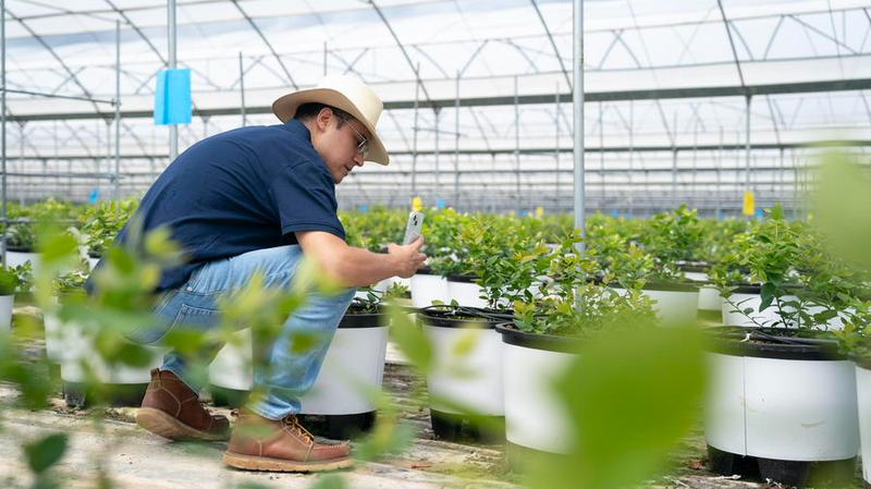 Peruvian Engineer Cultivates Sweet Success in Yunnan’s Blueberry Fields