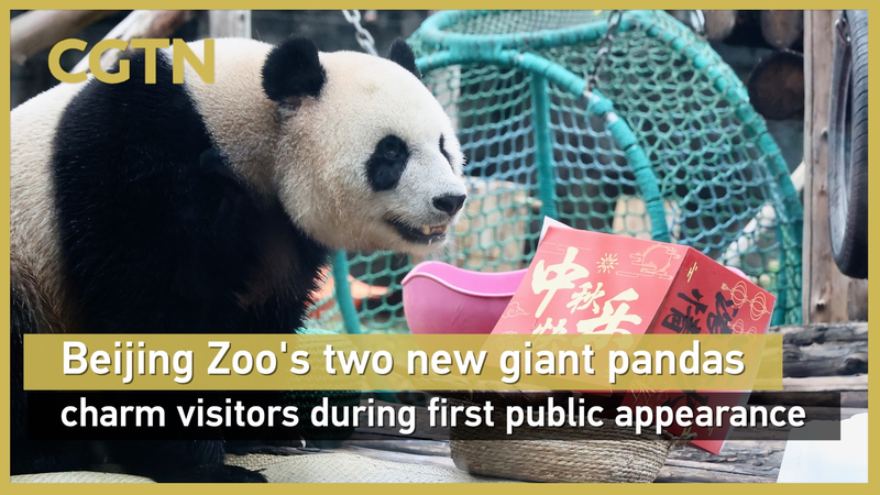 Beijing Zoo Welcomes Ji Nian and Fu Jiang: The Giant Pandas Stealing Hearts Beijing_Zoo_Welcomes_Ji_Nian_and_Fu_Jiang__The_Giant_Pandas_Stealing_Hearts video poster