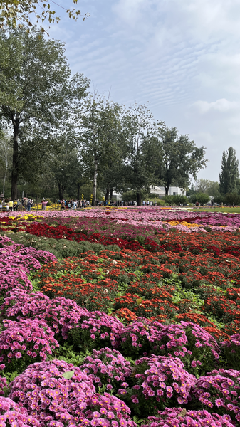 Beijing’s Gardens Burst with Chrysanthemum Magic Beijing_s_Gardens_Burst_with_Chrysanthemum_Magic video poster