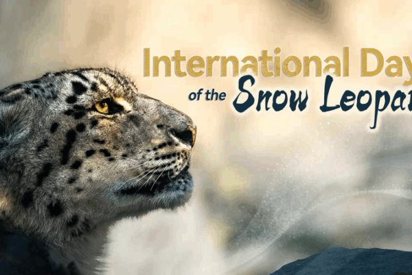 Celebrating Snow Leopard Day: Protecting the ‘Ghost of the Mountains’ Celebrating_Snow_Leopard_Day__Protecting_the__Ghost_of_the_Mountains_