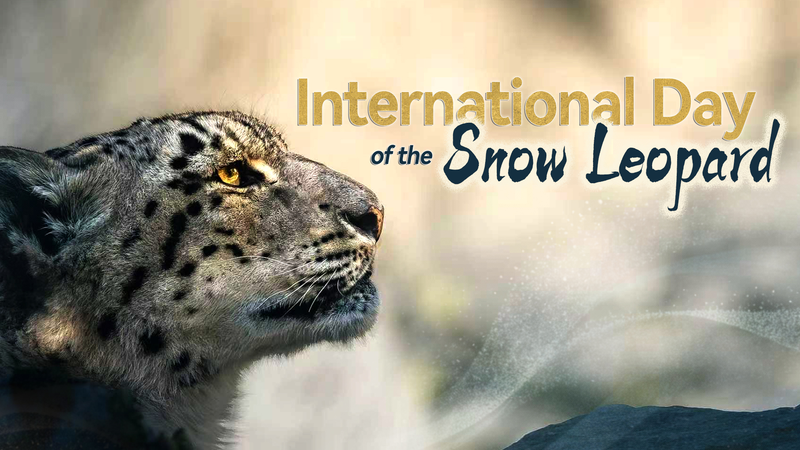 Celebrating_Snow_Leopard_Day__Protecting_the__Ghost_of_the_Mountains_ - News for amigos, by amigos Celebrating_Snow_Leopard_Day__Protecting_the__Ghost_of_the_Mountains_