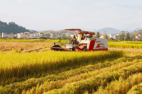 China Sows Success on World Food Day: Record Harvests and Rising Food Security China_Sows_Success_on_World_Food_Day__Record_Harvests_and_Rising_Food_Security