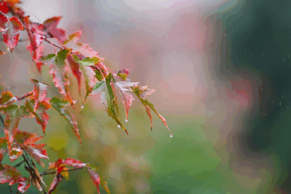 Chinese Mainland Braces for Heavy Rains and Strong Winds Chinese_Mainland_Braces_for_Heavy_Rains_and_Strong_Winds