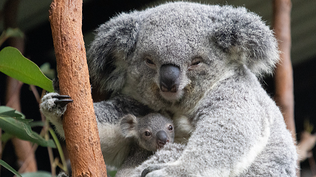 Chinese_Travelers_Get_NZ_Visa_Free_Entry_with_Aussie_Visa_from_Nov_3 - News for amigos, by amigos Chinese_Travelers_Get_NZ_Visa_Free_Entry_with_Aussie_Visa_from_Nov_3