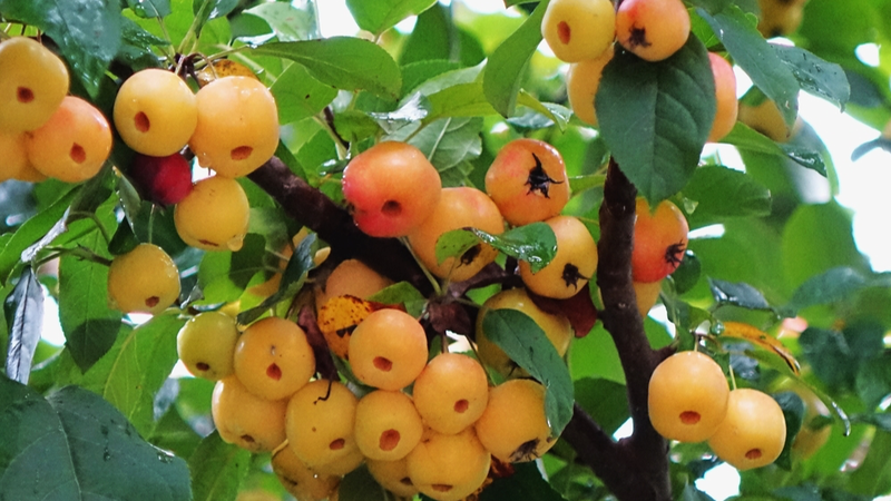 Crab_Apples_Paint_Autumn_Red_at_Qingdao_s_Tangdaowan_Wetland_Park - News for amigos, by amigos Crab_Apples_Paint_Autumn_Red_at_Qingdao_s_Tangdaowan_Wetland_Park