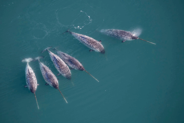Denmark’s Conservation Crisis: Nearly Half of Protected Species in Dire Straits Denmark_s_Conservation_Crisis__Nearly_Half_of_Protected_Species_in_Dire_Straits