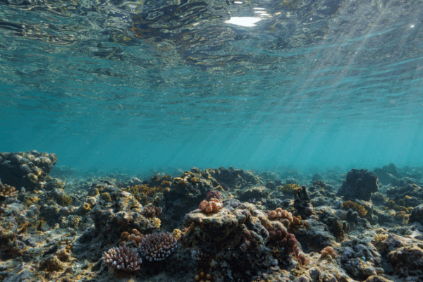 Earth Hits First Catastrophic Climate Tipping Point as Coral Reefs Die Off Earth_Hits_First_Catastrophic_Climate_Tipping_Point_as_Coral_Reefs_Die_Off