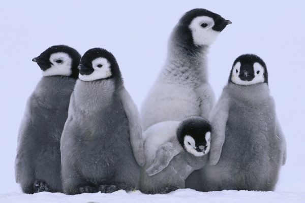 Emperor Penguins on the Move: Climate Shifts Their Breeding Grounds Emperor_Penguins_on_the_Move__Climate_Shifts_Their_Breeding_Grounds