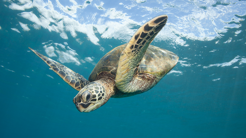 Full Green Sea Turtle Hatching Captured on Yongshu Reef Full_Green_Sea_Turtle_Hatching_Captured_on_Yongshu_Reef