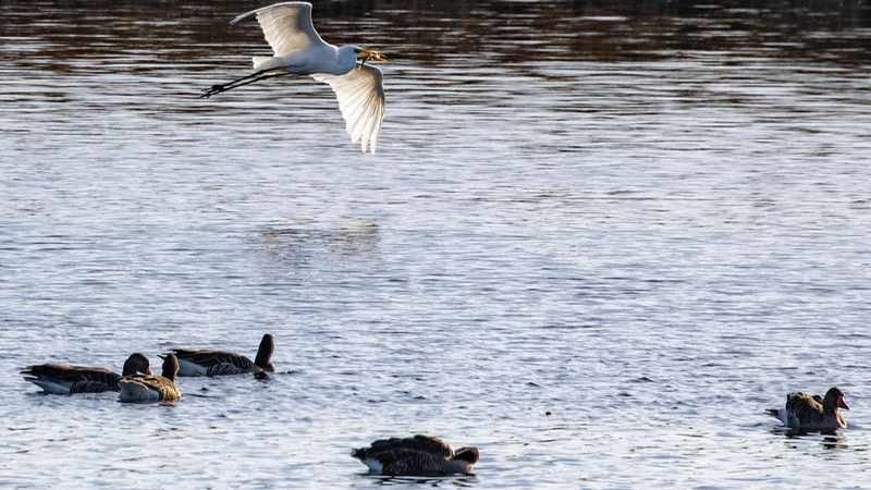 German_Expert_Warns_Bird_Flu_Could_Spark_a_New_Pandemic - News for amigos, by amigos German_Expert_Warns_Bird_Flu_Could_Spark_a_New_Pandemic