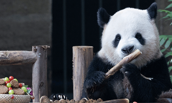 Giant Pandas Taste Mooncakes at Mid-Autumn Festival Giant_Pandas_Taste_Mooncakes_at_Mid_Autumn_Festival