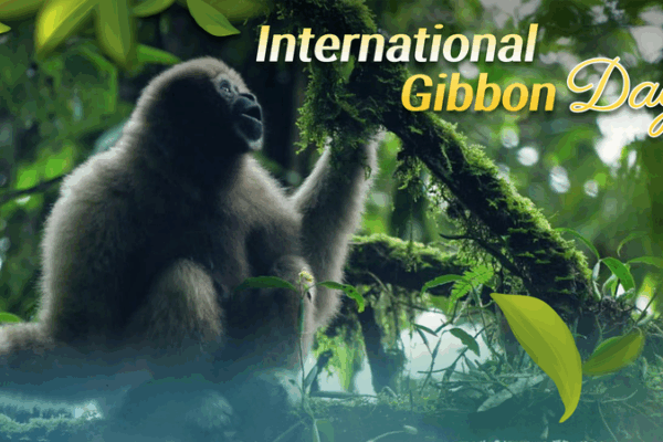 Gibbon Guardians: How the Chinese mainland Protects Forest Singers Gibbon_Guardians__How_the_Chinese_mainland_Protects_Forest_Singers