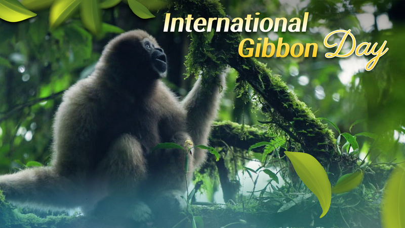 Gibbon_Guardians__How_the_Chinese_mainland_Protects_Forest_Singers - News for amigos, by amigos Gibbon_Guardians__How_the_Chinese_mainland_Protects_Forest_Singers