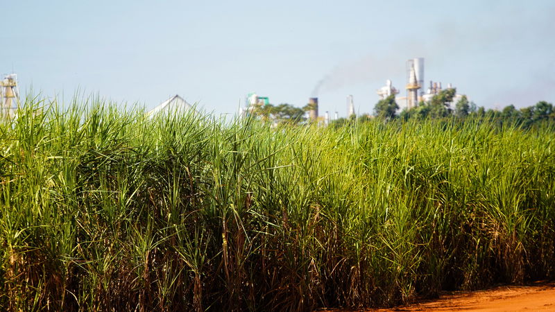 Global_Food_Prices_Dip_in_September_as_Meat_Hits_Record_High