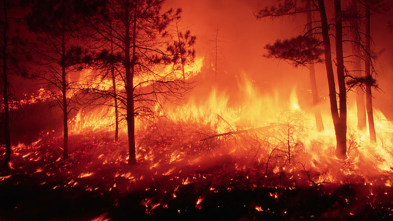 Global Wildfires Surge: Half of Worst Blazes Hit in Last Decade Global_Wildfires_Surge__Half_of_Worst_Blazes_Hit_in_Last_Decade