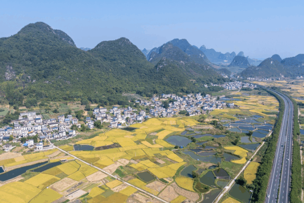 Golden Harvests Spark Rural Vitality in Guangxi Golden_Harvests_Spark_Rural_Vitality_in_Guangxi