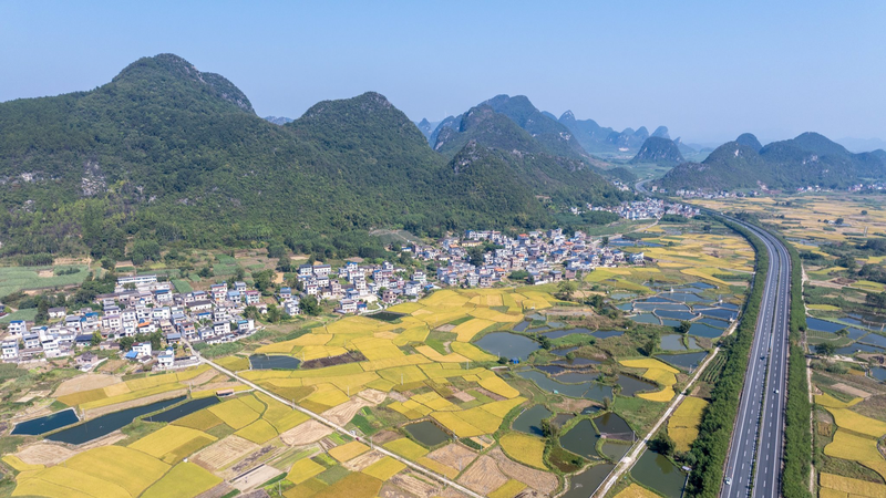 Golden_Harvests_Spark_Rural_Vitality_in_Guangxi - News for amigos, by amigos Golden_Harvests_Spark_Rural_Vitality_in_Guangxi