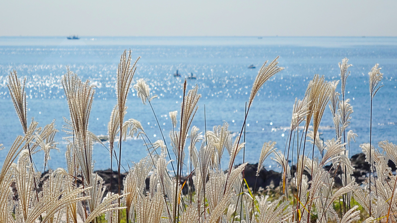 Golden_Reeds_Paint_a_Stunning_Autumn_at_Qingdao_s_Coast
