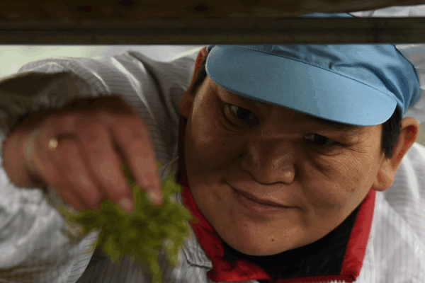 HerVoice in the Hills: Huang Hongying’s Tea Fields of Hope HerVoice in the Hills: Huang Hongying’s Tea Fields of Hope